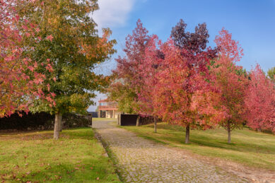 Casa de Tibães, Dume, Braga, Alojamento, luxo
